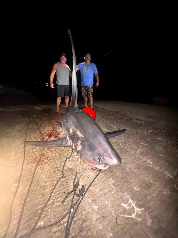 Monster shark reeled in off Stonington coast