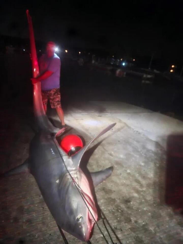 Monster shark reeled in off Stonington coast