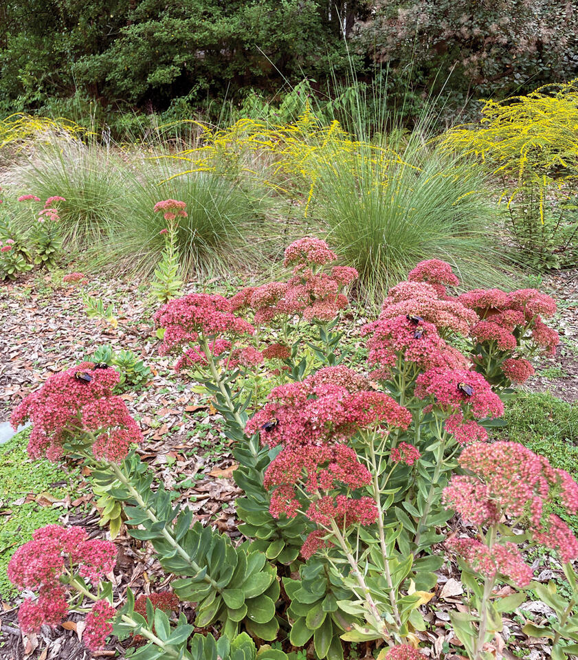 Atlanta’s wild yards are changing the neighborhood