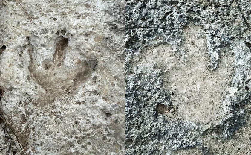 Dinosaur tracks uncovered after Austin floods