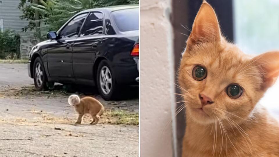 Boston kitten’s wild rescue: From glass bowl to forever home