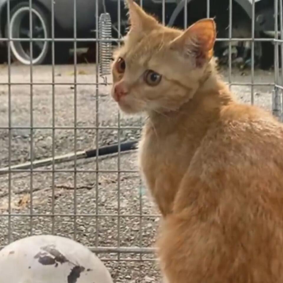 Boston kitten’s wild rescue: From glass bowl to forever home