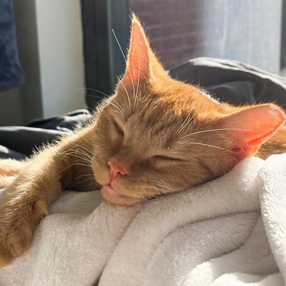 Boston kitten’s wild rescue: From glass bowl to forever home