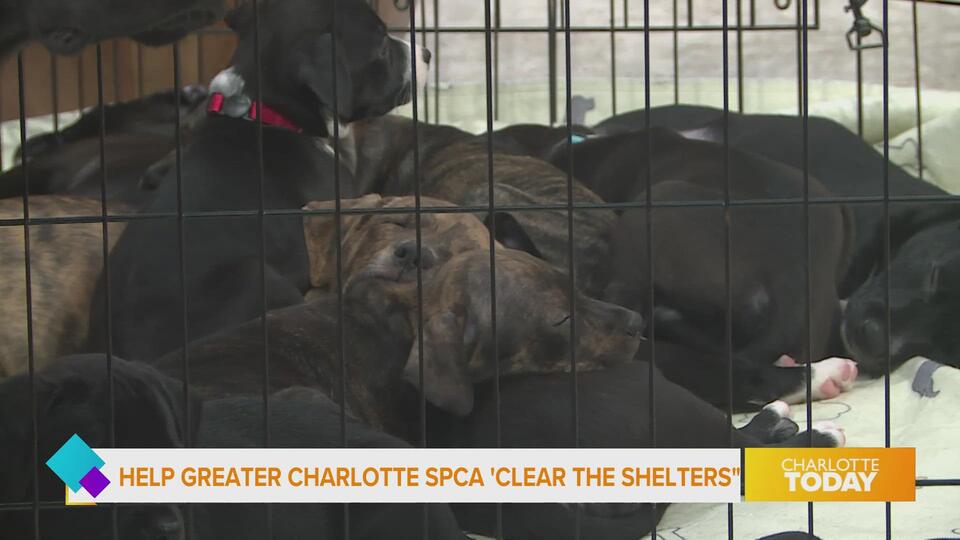 Charlotte’s puppy crisis: Can you help?