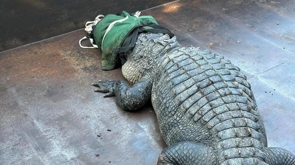Giant gator shakes up Eagle Mountain Lake