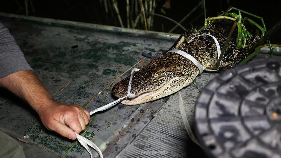 Massive alligator shakes up Fort Worth lake