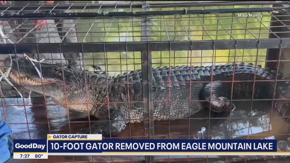 Giant gator shakes up Eagle Mountain Lake