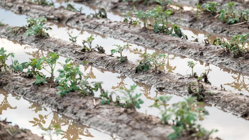 Potato Fries Save the Day After Wild Weather