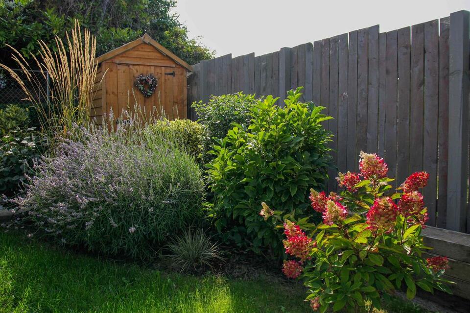 Why Your Lavender Is Flopping