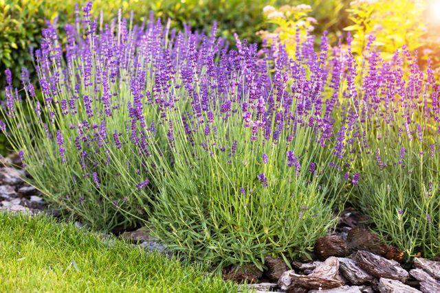 Why Your Lavender Is Flopping