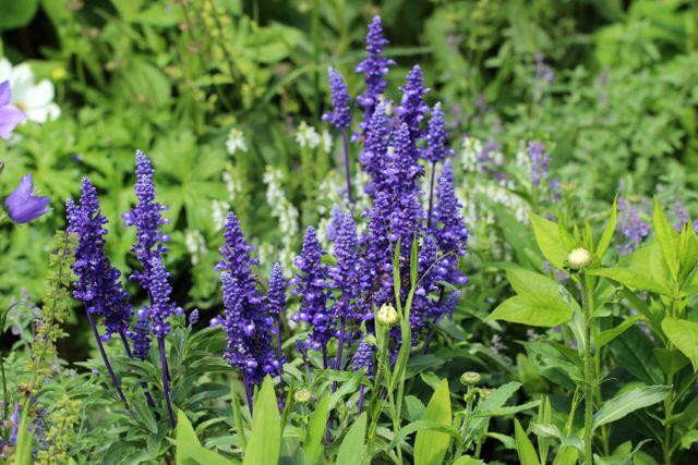 Why Your Lavender Is Flopping