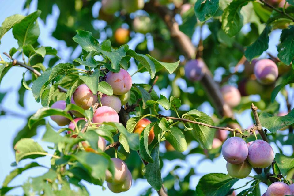 Fruit Trees That Practically Grow Themselves