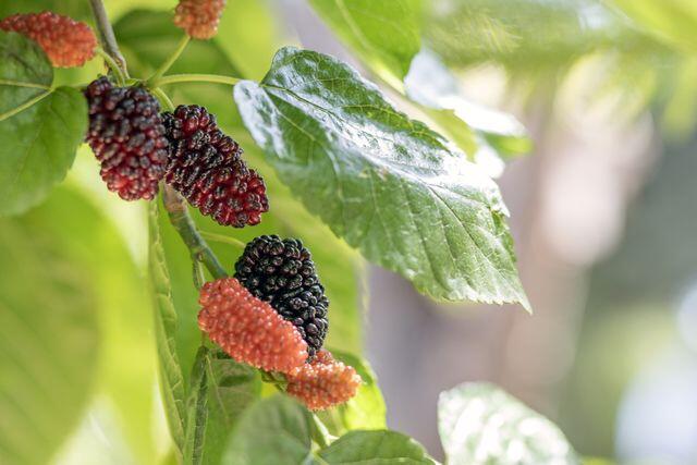 Fruit Trees That Practically Grow Themselves