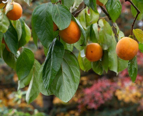 Fruit Trees That Practically Grow Themselves