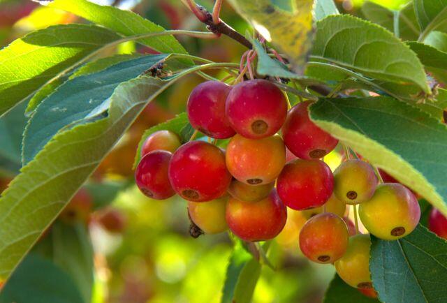 Fruit Trees That Practically Grow Themselves