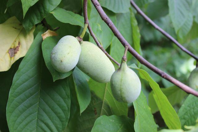Fruit Trees That Practically Grow Themselves