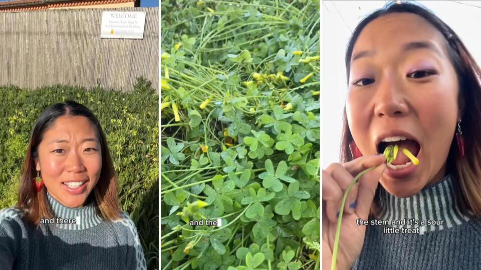 San Francisco’s edible street plant surprise