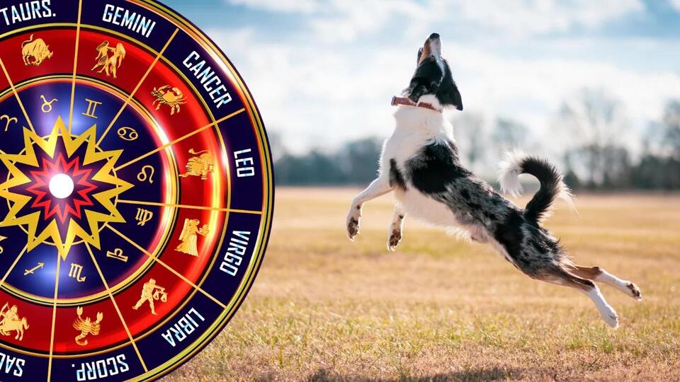 Which Dog Breed Matches Your Zodiac?