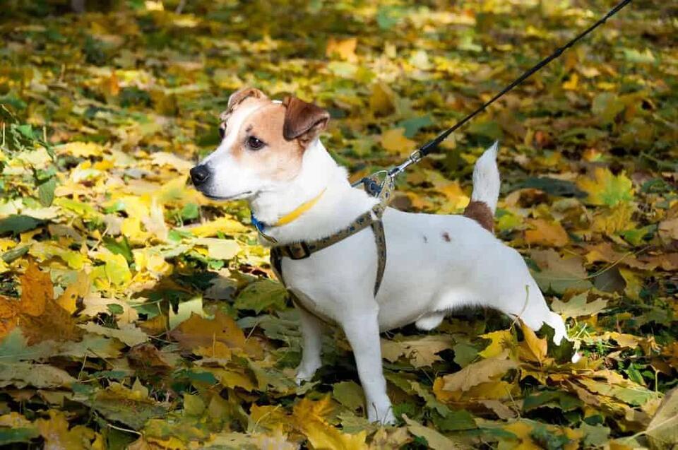 Which Dog Breed Matches Your Zodiac?