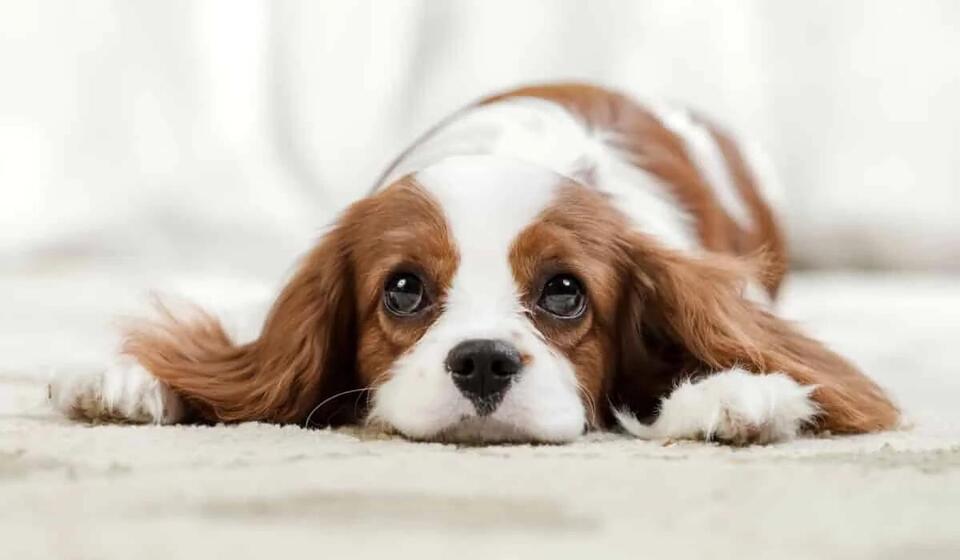 Which Dog Breed Matches Your Zodiac?