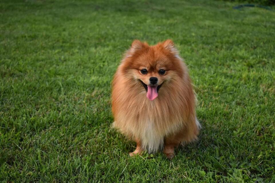 Which Dog Breed Matches Your Zodiac?