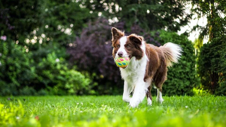 Which Dog Breed Matches Your Zodiac?