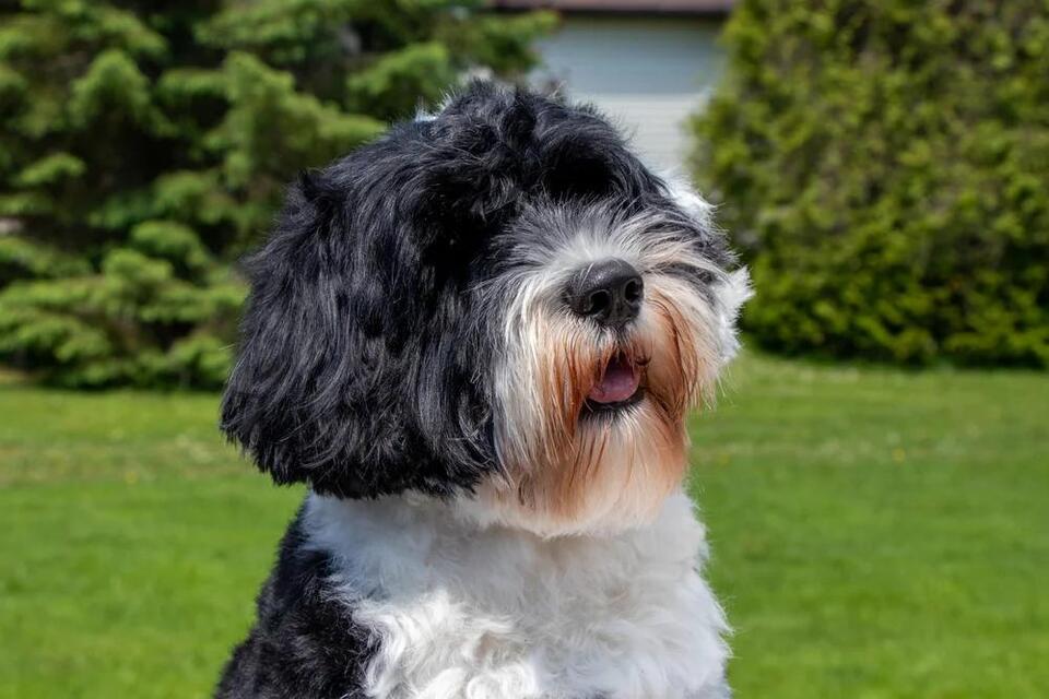 Which Dog Breed Matches Your Zodiac?