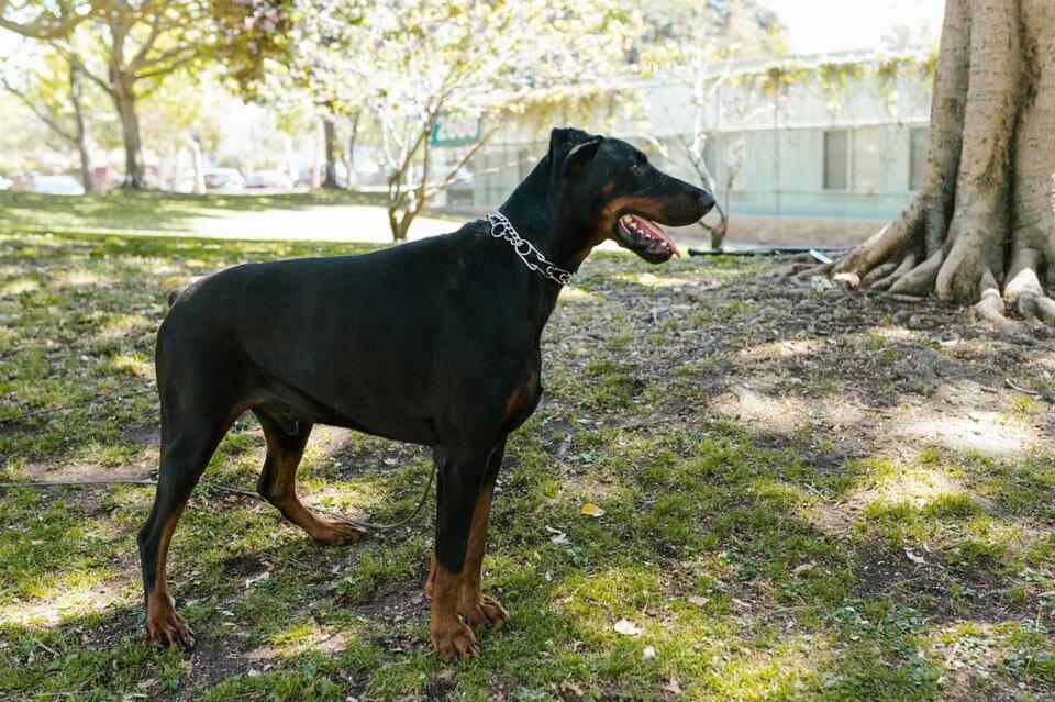 Which Dog Breed Matches Your Zodiac?