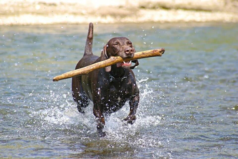 Which Dog Breed Matches Your Zodiac?