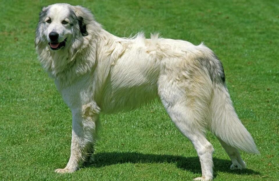 Which Dog Breed Matches Your Zodiac?