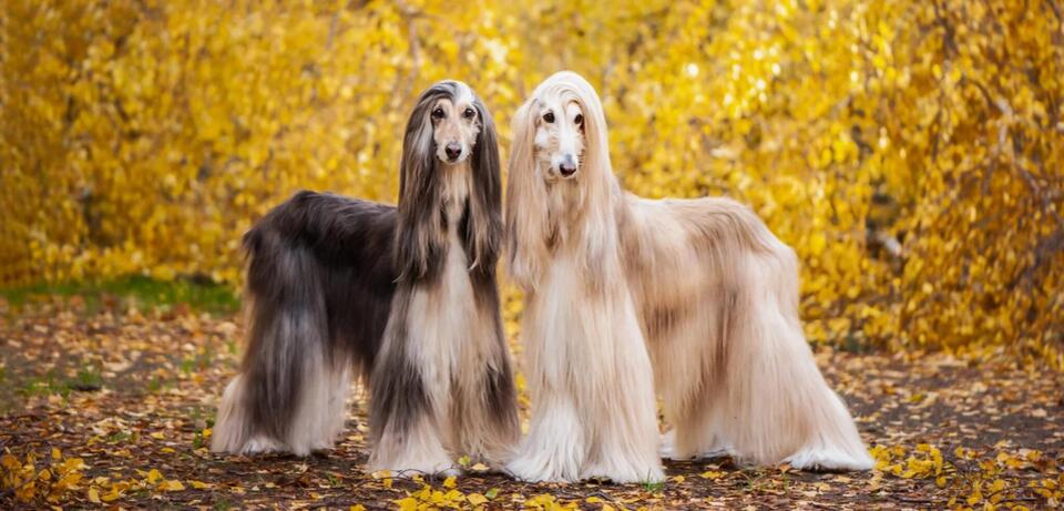 Which Dog Breed Matches Your Zodiac?