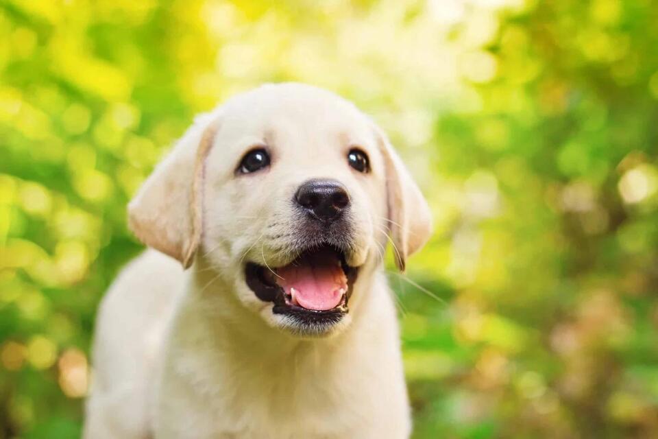 Which Dog Breed Matches Your Zodiac?