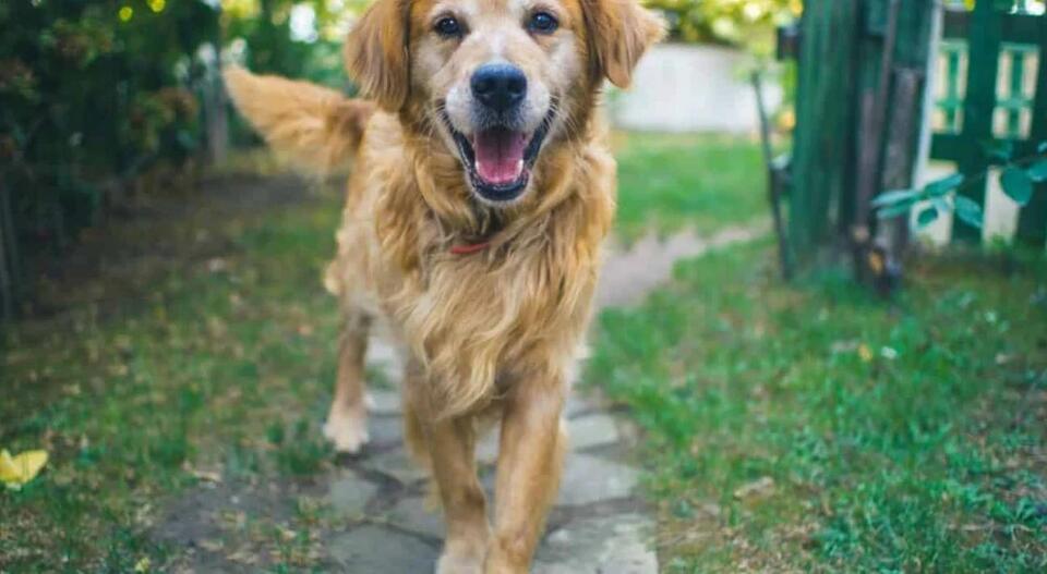Which Dog Breed Matches Your Zodiac?