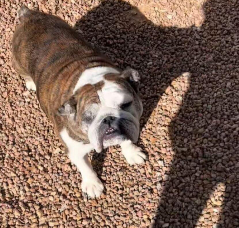 Arizona dog’s journey from heartbreak to healing