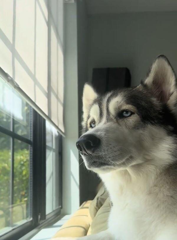 California husky’s sweet secret revealed