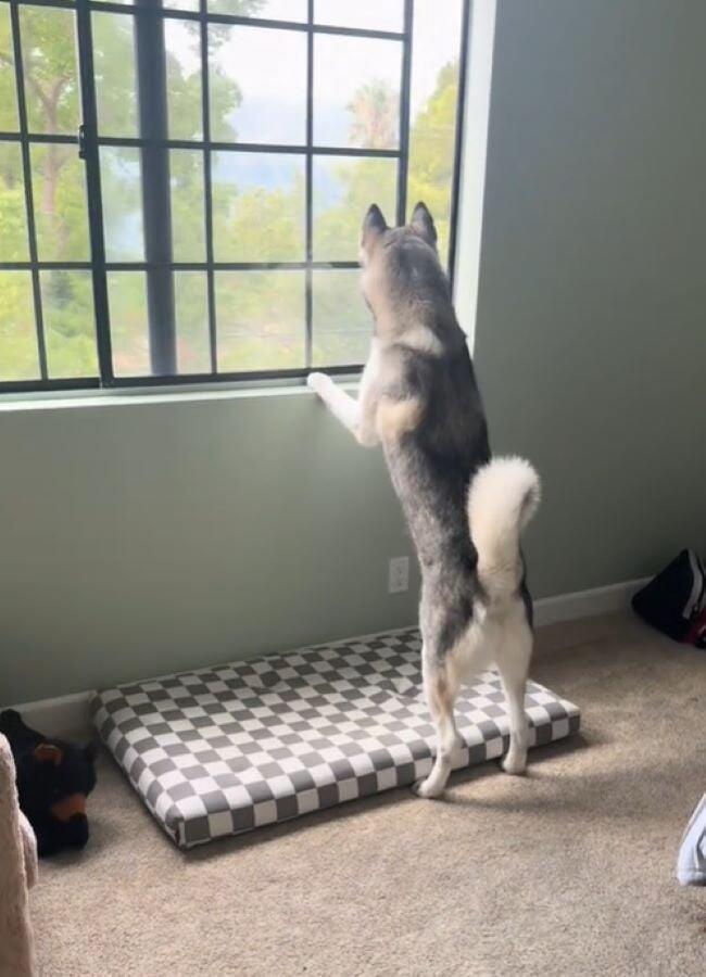 California husky’s sweet secret revealed