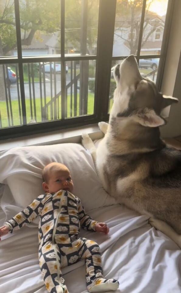 California husky’s sweet secret revealed
