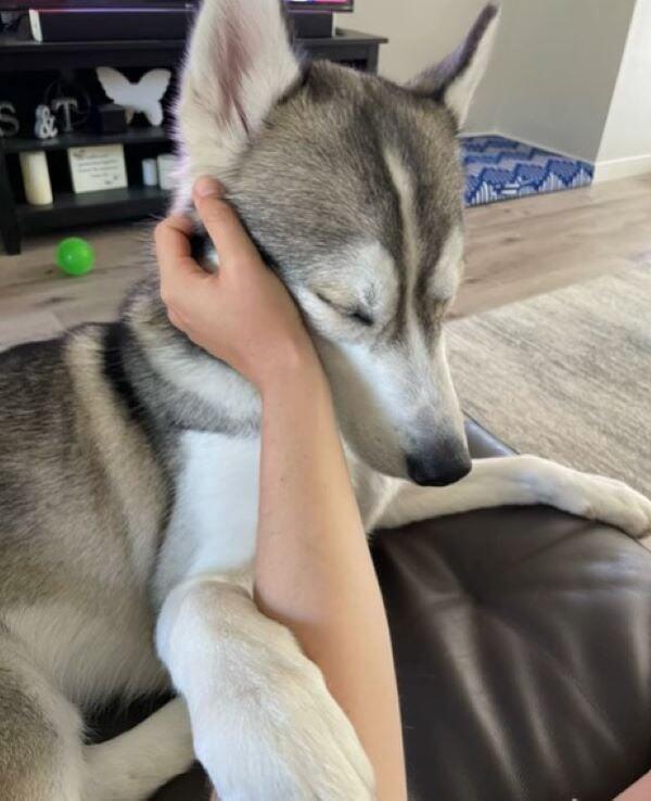 California husky’s sweet secret revealed