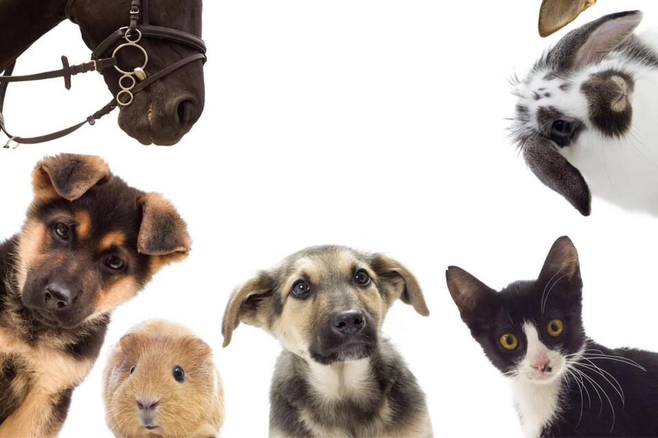 Would you donate your pet to help wildlife?