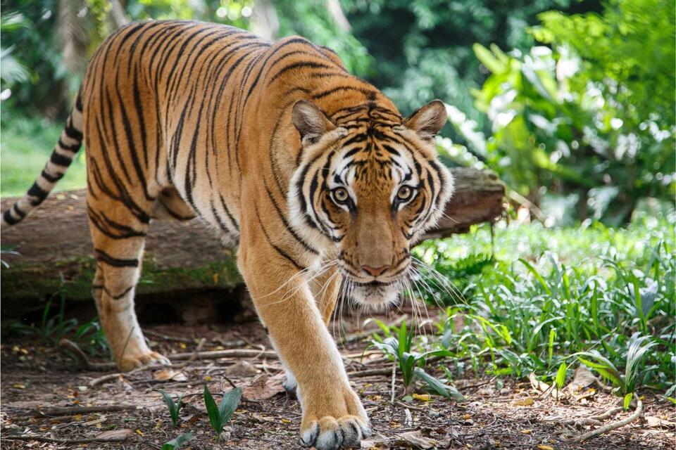 Would you donate your pet to help wildlife?