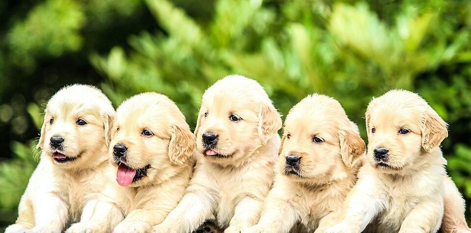Would you donate your pet to help wildlife?