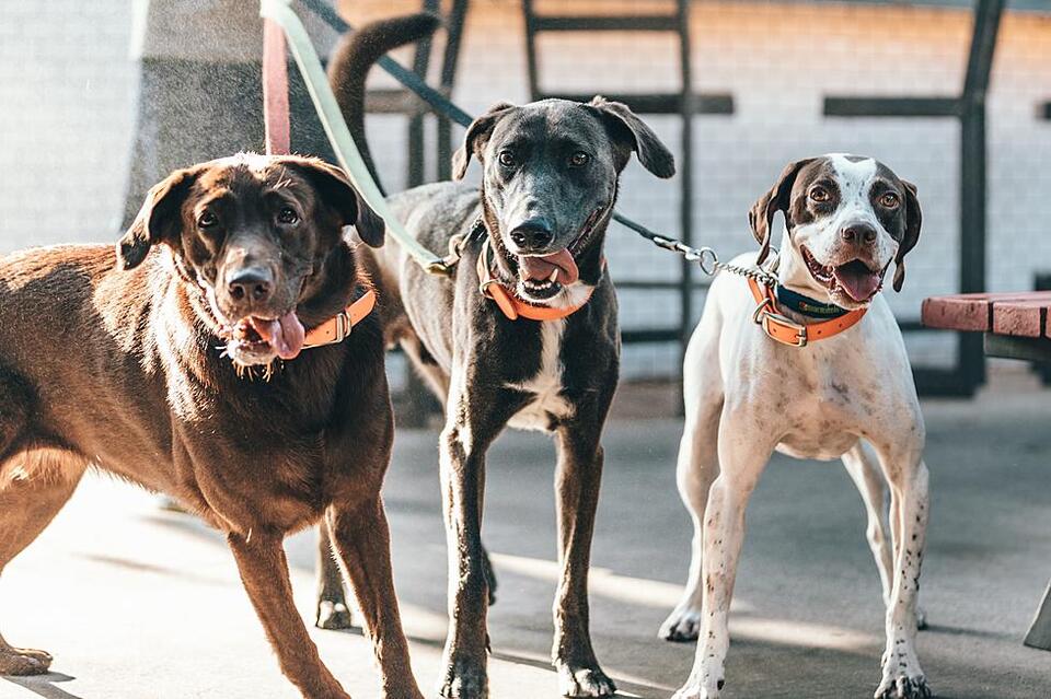Would you donate your pet to help wildlife?