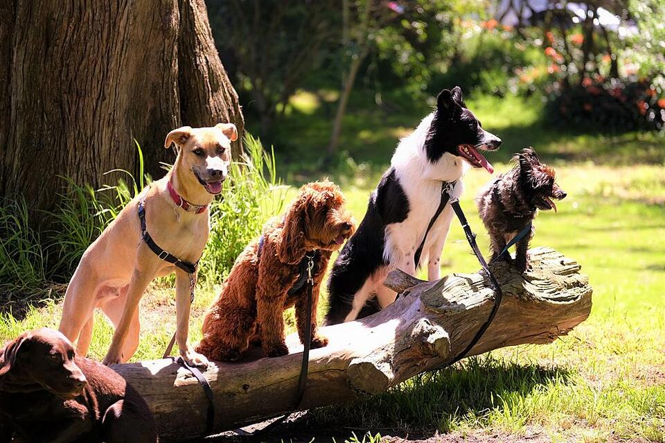 Would you donate your pet to help wildlife?