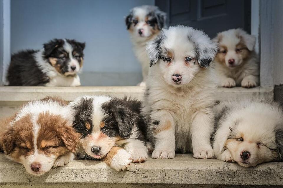 Would you donate your pet to help wildlife?