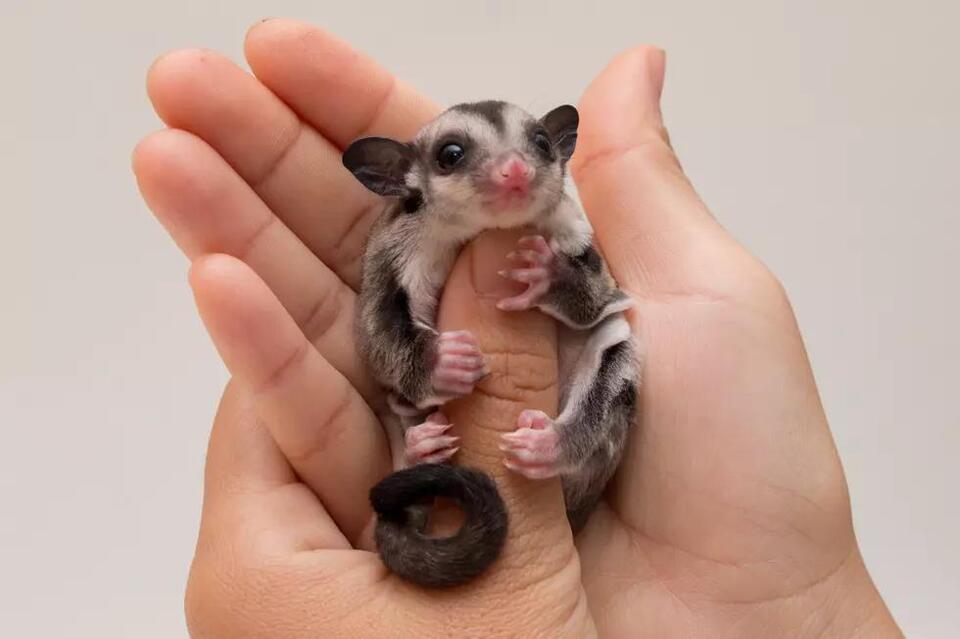 Would you donate your pet to help wildlife?
