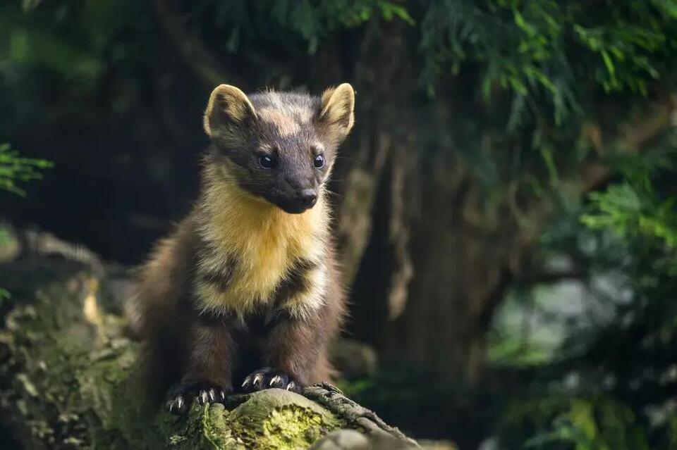 Would you donate your pet to help wildlife?
