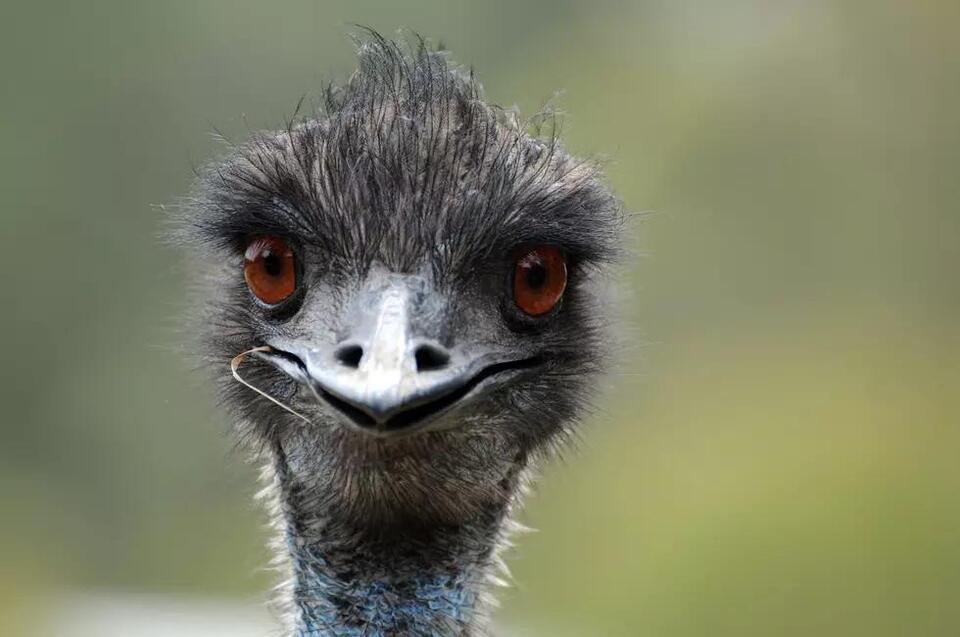 Would you donate your pet to help wildlife?