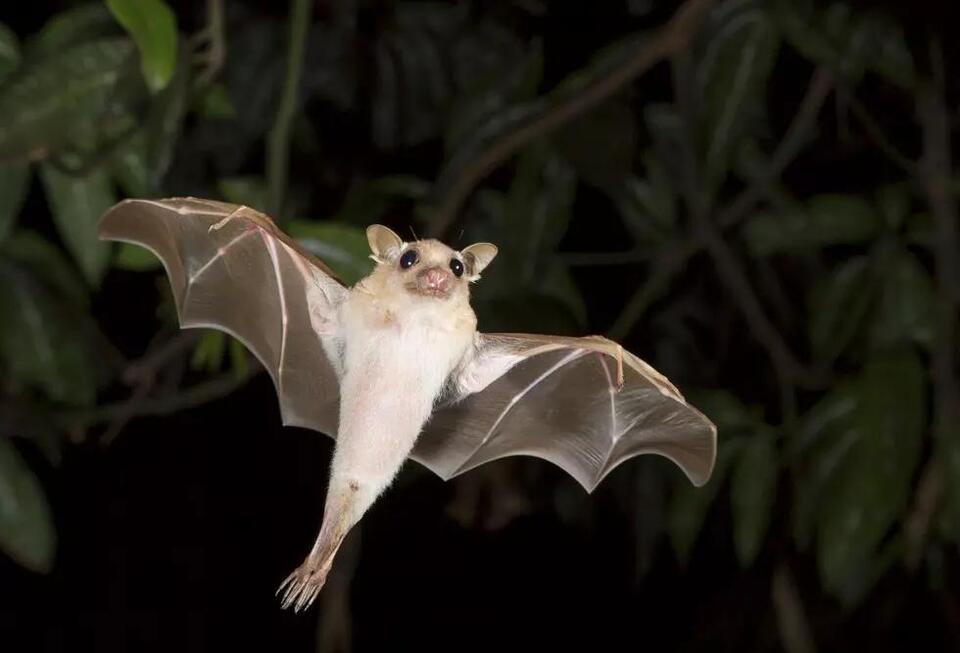 Would you donate your pet to help wildlife?