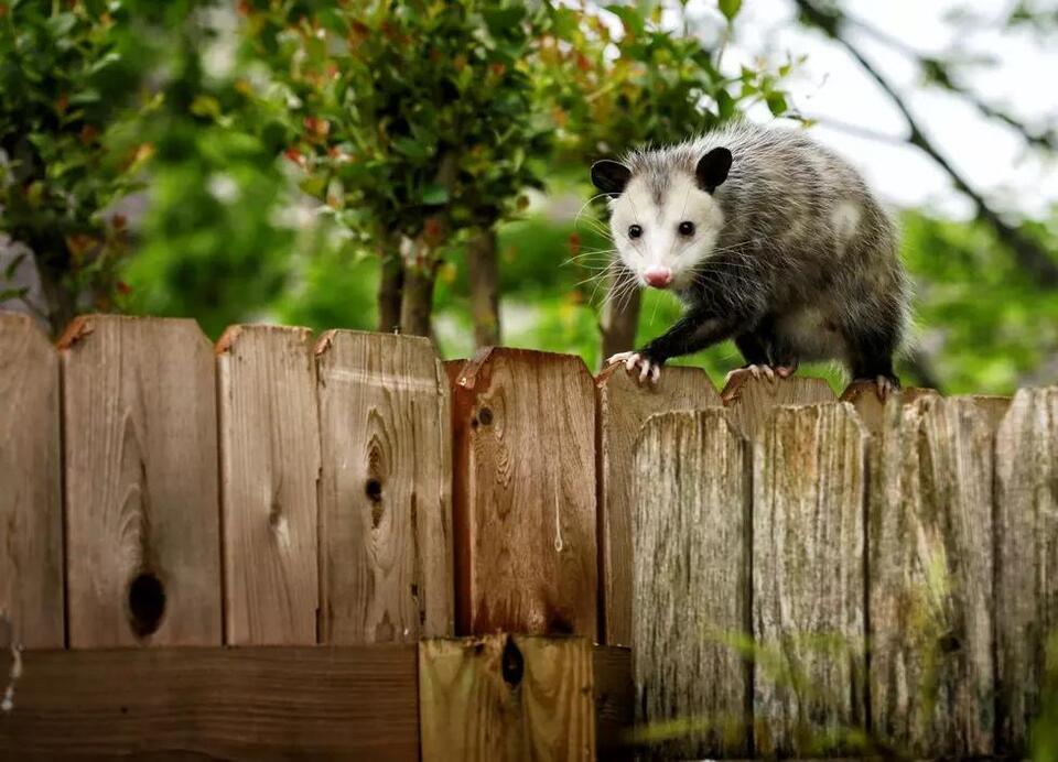 Would you donate your pet to help wildlife?