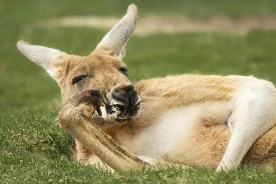 Would you donate your pet to help wildlife?